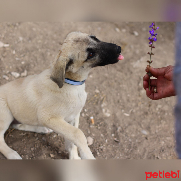 Sokö (Sokak Köpeği), Köpek  Fifi fotoğrafı