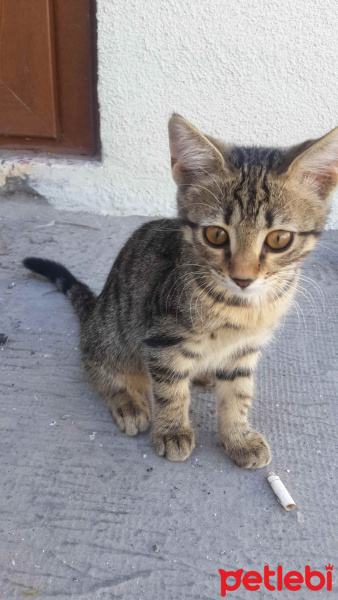 Tekir Kedi, Kedi  sımarık ve boncuk fotoğrafı