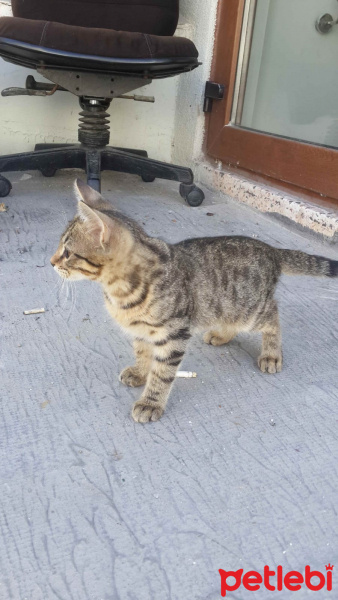 Tekir Kedi, Kedi  sımarık ve boncuk fotoğrafı