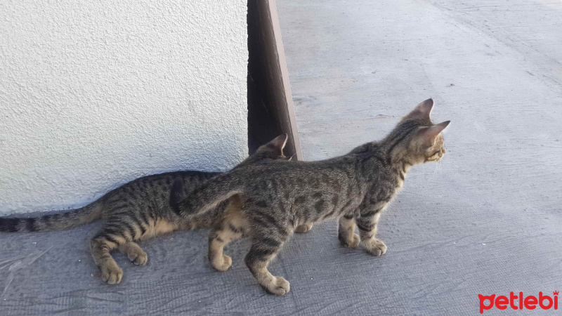 Tekir Kedi, Kedi  sımarık ve boncuk fotoğrafı