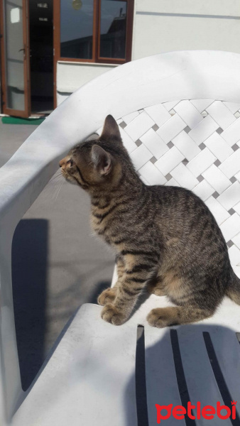 Tekir Kedi, Kedi  sımarık ve boncuk fotoğrafı