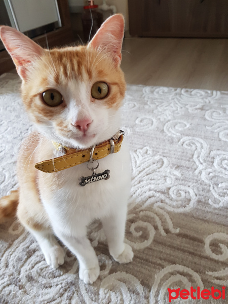 Sarman, Kedi  Minno fotoğrafı