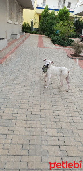 Dogo Arjantin, Köpek  Altar fotoğrafı