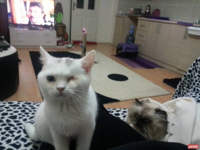 British Shorthair, Kedi  Salep fotoğrafı