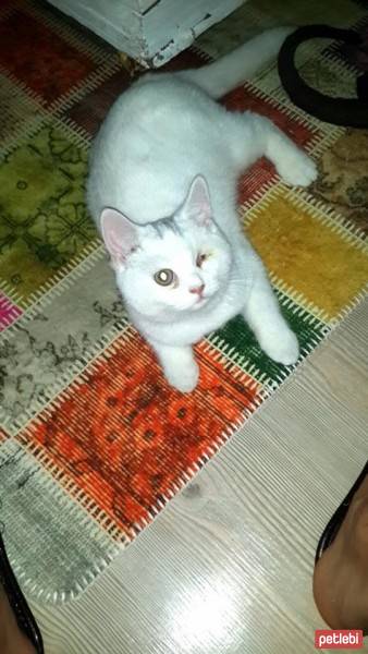 British Shorthair, Kedi  Salep fotoğrafı