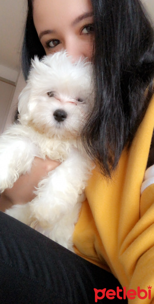 Maltese, Köpek  Puffy fotoğrafı