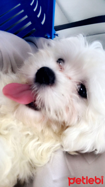 Maltese, Köpek  Puffy fotoğrafı