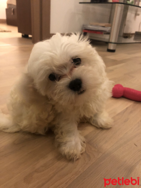 Maltese, Köpek  Puffy fotoğrafı