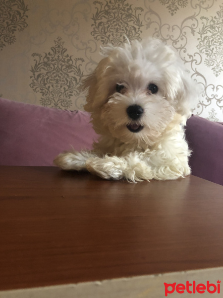 Maltese, Köpek  Puffy fotoğrafı