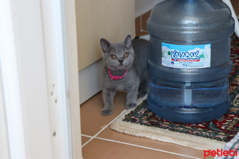 British Shorthair, Kedi  karamel fotoğrafı