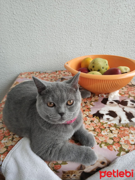 British Shorthair, Kedi  karamel fotoğrafı