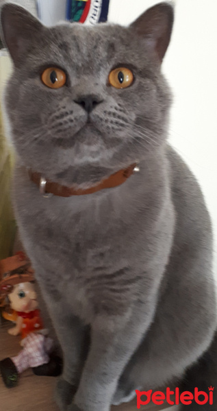 British Shorthair, Kedi  Küçüğüm fotoğrafı