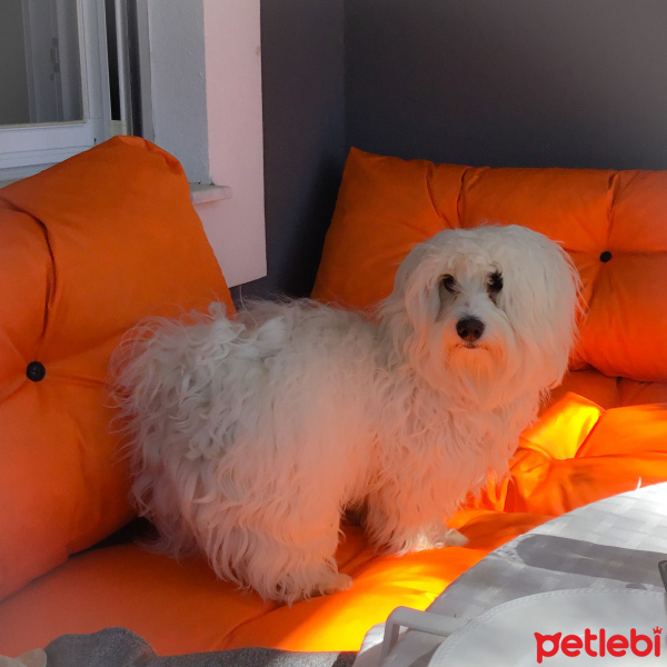 Maltese, Köpek  Joy fotoğrafı