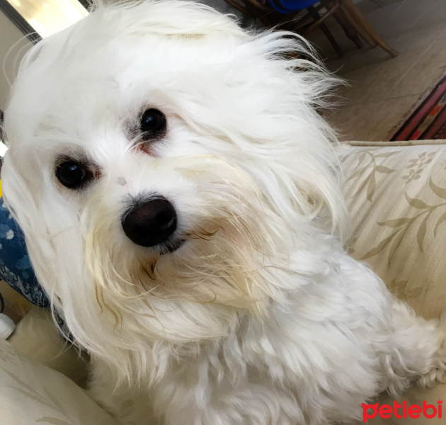 Maltese, Köpek  Joy fotoğrafı