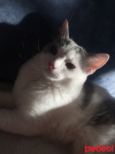 Bengal, Kedi  Ceku fotoğrafı
