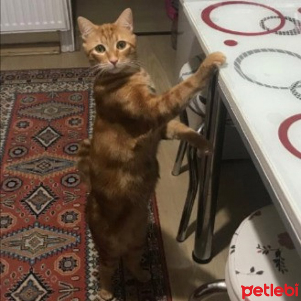 Sarman, Kedi  Saruman fotoğrafı