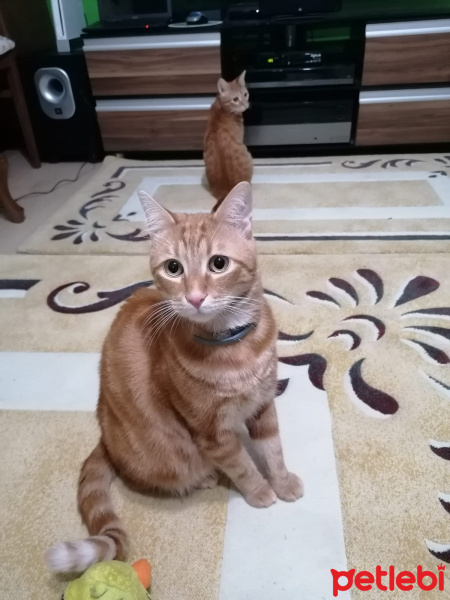 Sarman, Kedi  Saruman fotoğrafı