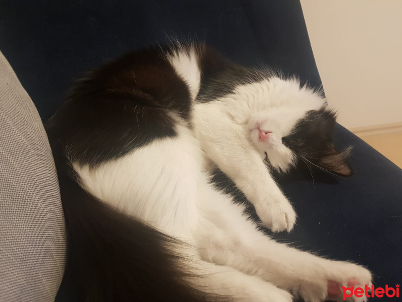 Tuxedo (Smokin) Kedi, Kedi  muzi fotoğrafı