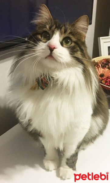 Norwegian Forest, Kedi  Pati fotoğrafı