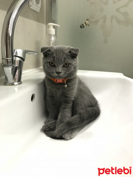 Scottish Fold, Kedi  Sis fotoğrafı