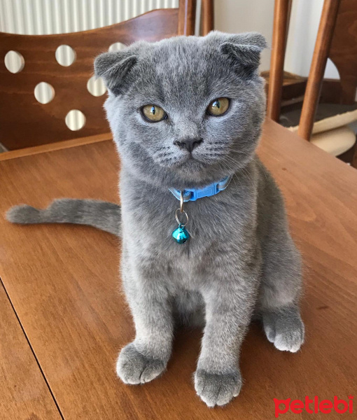 Scottish Fold, Kedi  Sis fotoğrafı