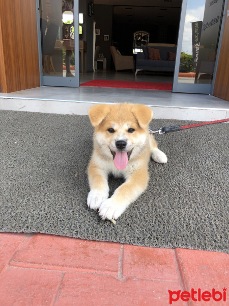 Akita İnu, Köpek  Hero fotoğrafı