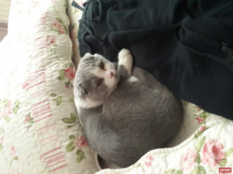 Scottish Fold, Kedi  Duman fotoğrafı
