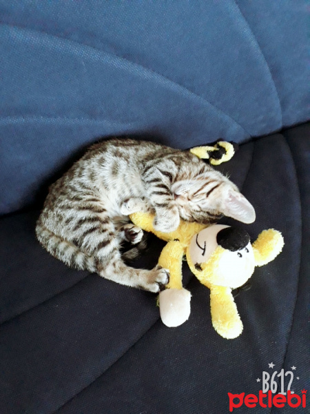 Tekir Kedi, Kedi  Duman fotoğrafı