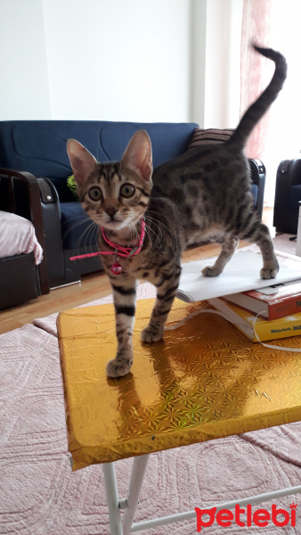 Tekir Kedi, Kedi  Duman fotoğrafı