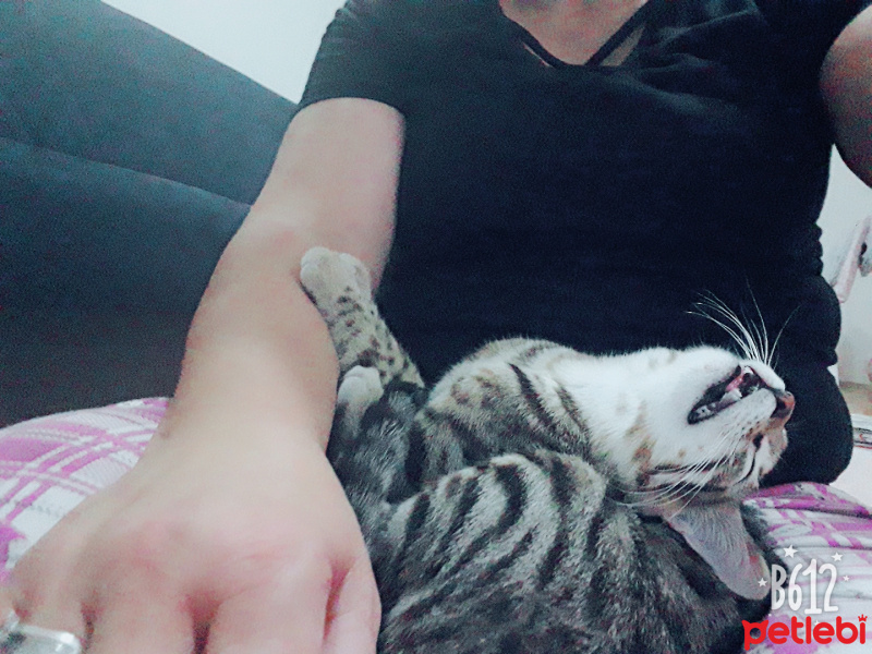 Tekir Kedi, Kedi  Duman fotoğrafı