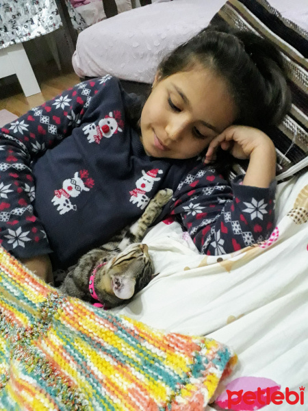 Tekir Kedi, Kedi  Duman fotoğrafı