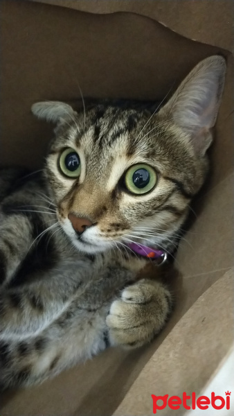 Tekir Kedi, Kedi  Duman fotoğrafı