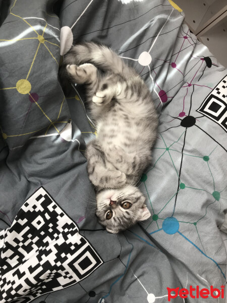 Scottish Fold, Kedi  Şila fotoğrafı