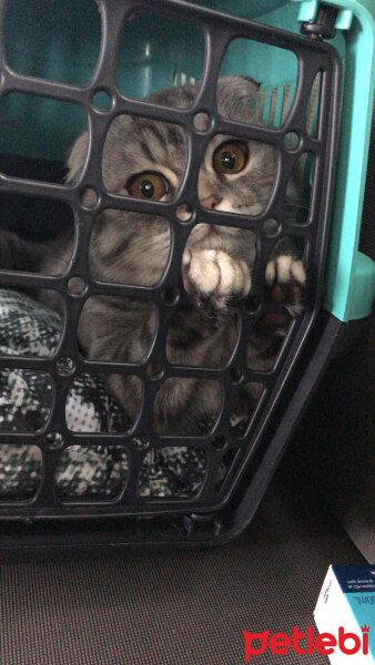 Scottish Fold, Kedi  Şila fotoğrafı