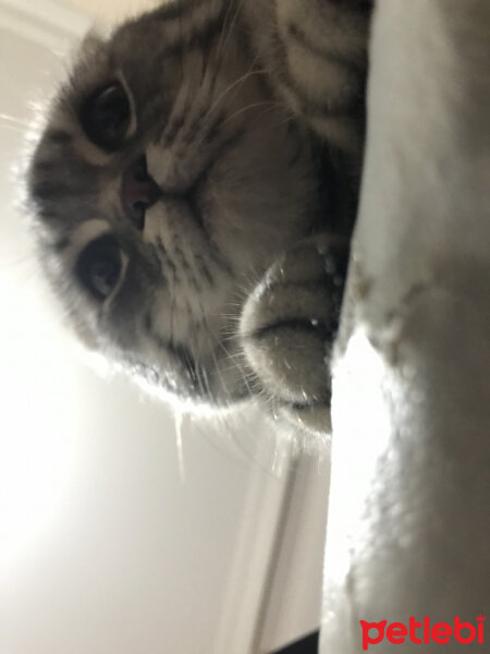 Scottish Fold, Kedi  Şila fotoğrafı