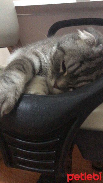 Scottish Fold, Kedi  Şila fotoğrafı