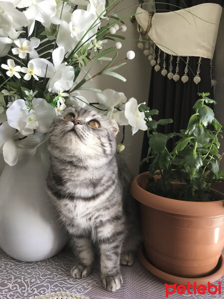 Scottish Fold, Kedi  Şila fotoğrafı