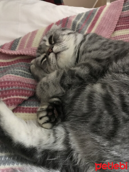 Scottish Fold, Kedi  Şila fotoğrafı