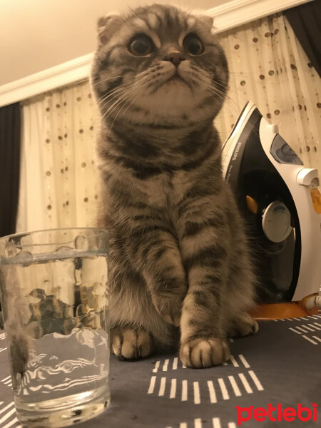 Scottish Fold, Kedi  Şila fotoğrafı