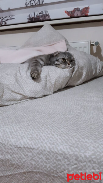 Scottish Fold, Kedi  Şila fotoğrafı