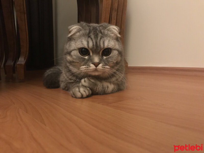 Scottish Fold, Kedi  Şila fotoğrafı