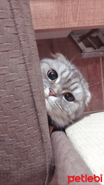 Scottish Fold, Kedi  Şila fotoğrafı