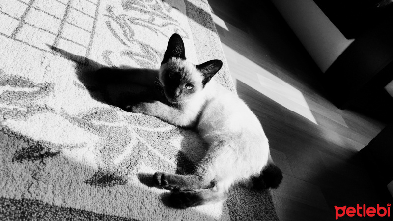 Siyam Kedisi, Kedi  Balım fotoğrafı