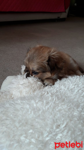Pekingese, Köpek  Yumak fotoğrafı