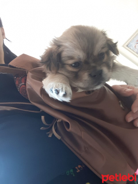 Pekingese, Köpek  Yumak fotoğrafı