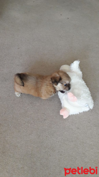 Pekingese, Köpek  Yumak fotoğrafı
