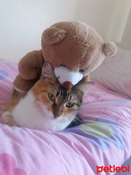 Tekir Kedi, Kedi  Hürrem fotoğrafı