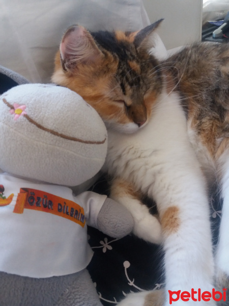Tekir Kedi, Kedi  Hürrem fotoğrafı