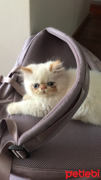 İran Kedisi (Persian), Kedi  Romeo fotoğrafı