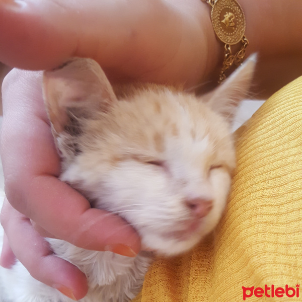 Tekir Kedi, Kedi  Şakir fotoğrafı